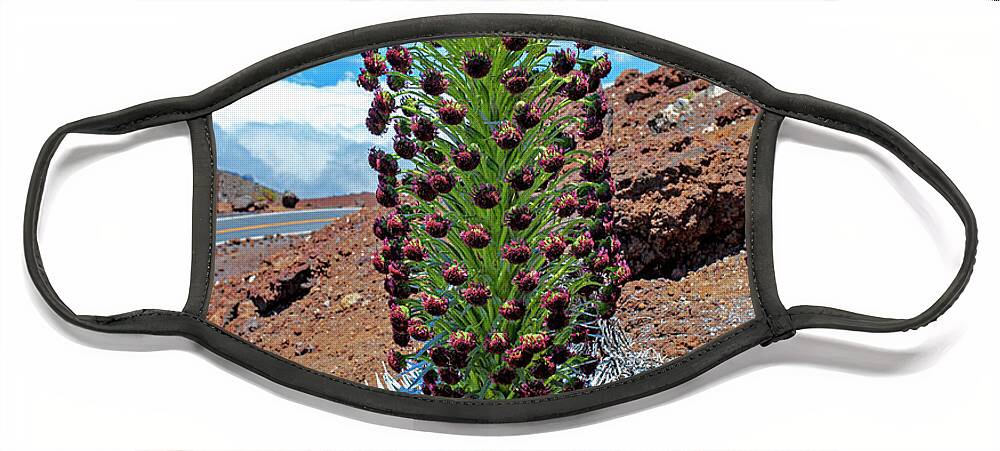 Silversword Face Mask featuring the photograph Haleakala Ahinahina Silversword by Anthony Jones