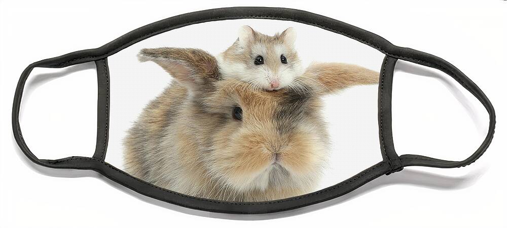 Roborovski Hamster Face Mask featuring the photograph Hammy Hair Piece by Warren Photographic