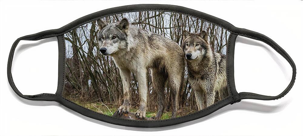 Wolves Wolf Face Mask featuring the photograph Hangin on the Log by Laura Hedien