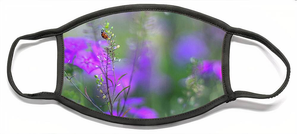 Purple And Lavender Phlox Face Mask featuring the photograph Heartsong In The Meadow by Mary Lou Chmura