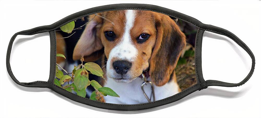 Beagle Puppy Face Mask featuring the photograph Hermine The Beagle by Thomas Schroeder