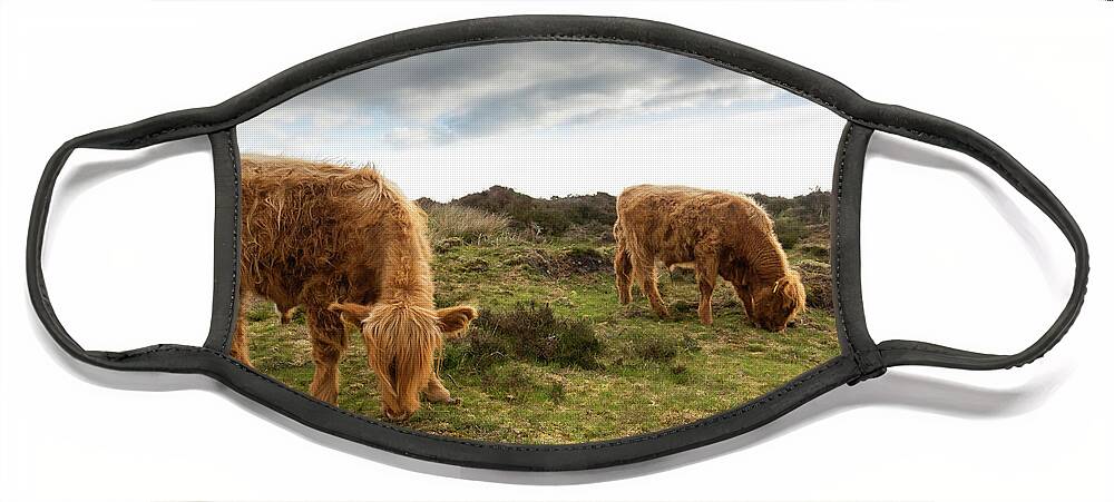 Animal Face Mask featuring the photograph Highland Cattle feeding at Baslow Edge by Scott Lyons