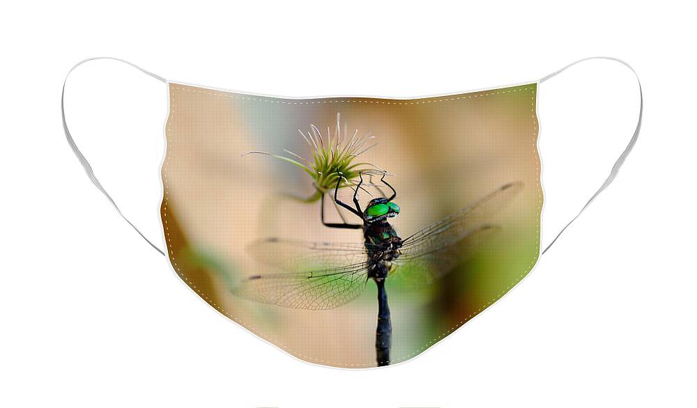 Dragonfly Face Mask featuring the photograph Hines Emerald Dragonfly by Kae Cheatham