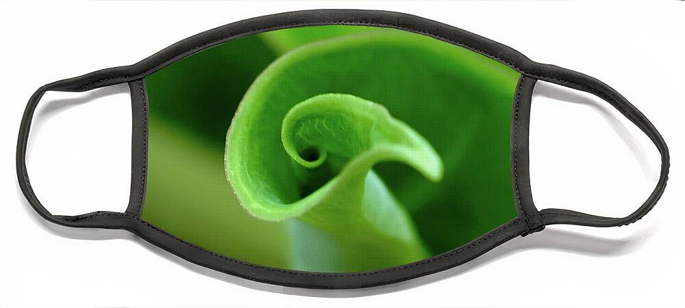 Elephant Ear Leaf Unfurling Curl Round Circle New Growth Green Floral Tropical Plant Nature Pitcher Container Natural Swirl Motion Twirl Shadow Edges Images Direction Bird Shell Green Yellow White Abstract Moods Contemporary Design Face Mask featuring the photograph Holding Water by Alida M Haslett