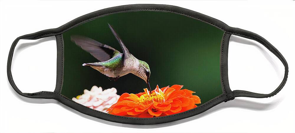Hummingbird Face Mask featuring the photograph Hummingbird in Flight with Orange Zinnia Flower by Christina Rollo