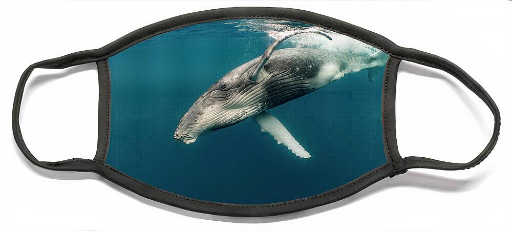 Animals Face Mask featuring the photograph Humpback Whale Calf by Tui De Roy