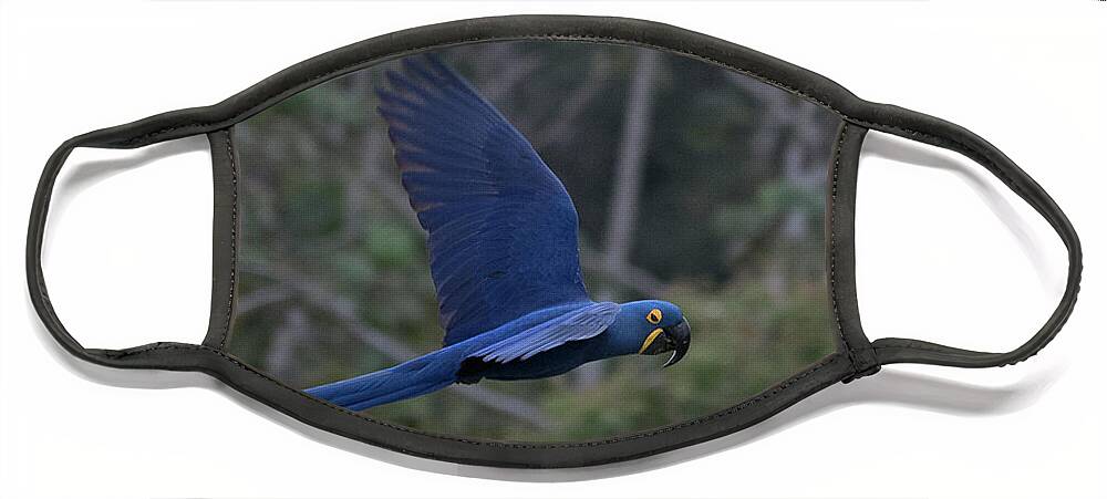 Hyacinth Face Mask featuring the photograph Hyacinth Macaw by Patrick Nowotny