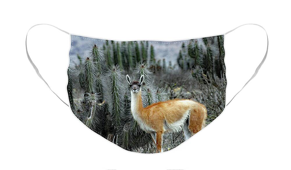 Guanaco Face Mask featuring the photograph In A Cactus Field by Jennifer Robin