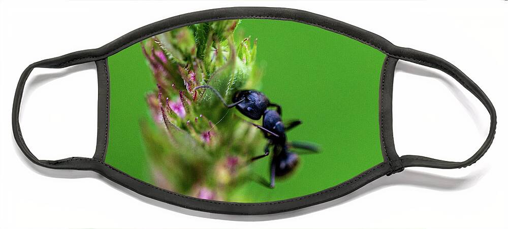Animals Face Mask featuring the photograph Macro Photography - Ant by Amelia Pearn