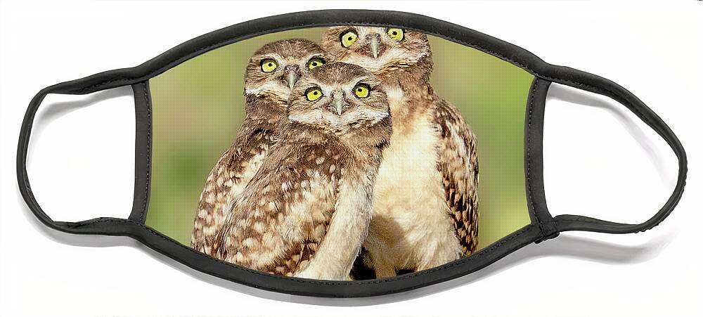 Burrowing Owls Face Mask featuring the photograph It's a plane, it's a bug, it's a bird -- burrowing owl babies by Judi Dressler