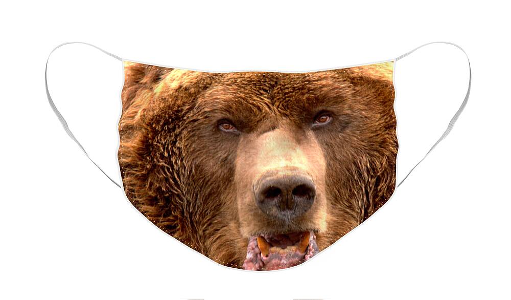 Brown Bear Face Mask featuring the photograph Like OMG, DId You See That Tourist by Adam Jewell
