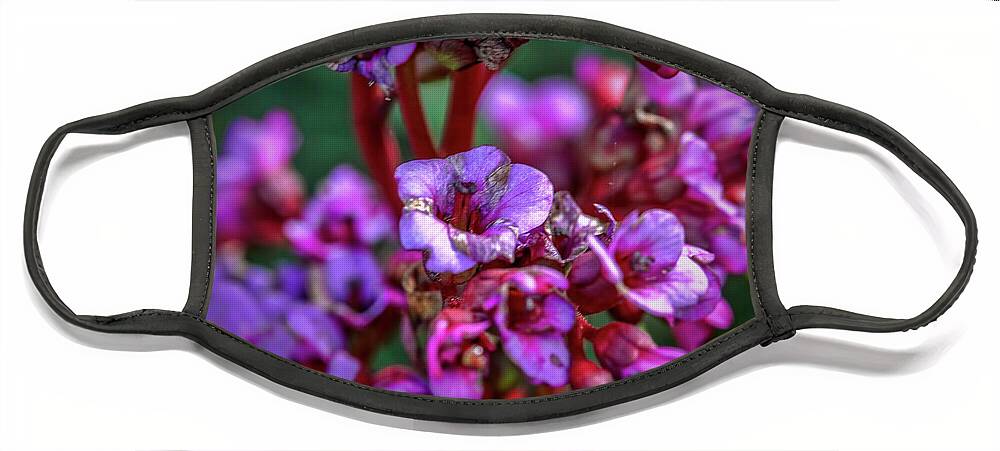 Leif Sohlman Face Mask featuring the photograph Lilac #h9 by Leif Sohlman