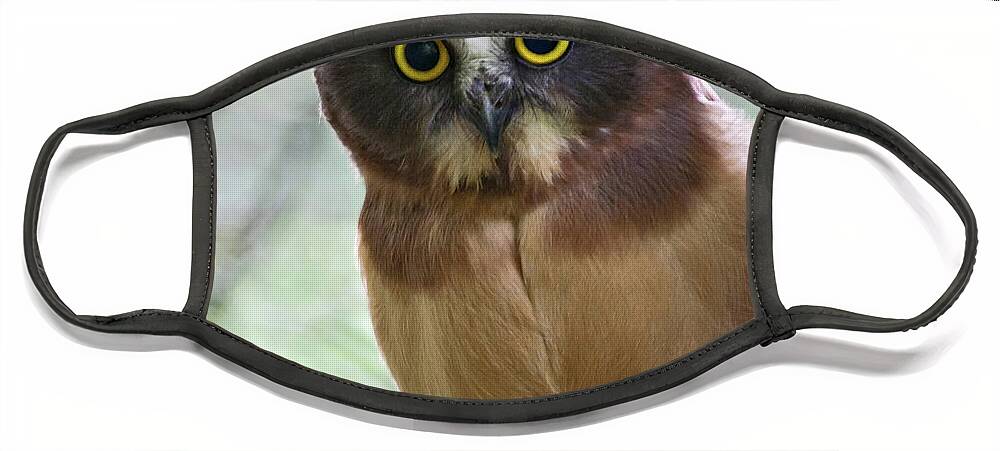 Birds Face Mask featuring the photograph Little Owl by Wesley Aston