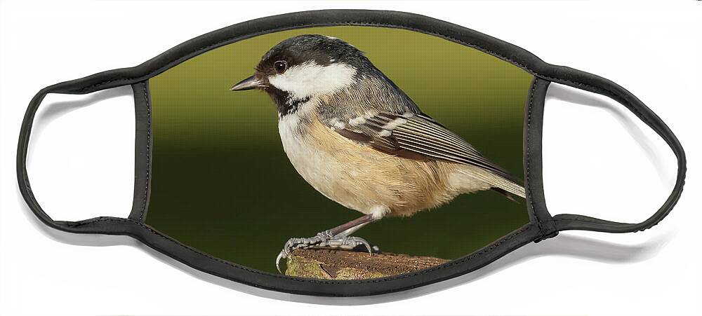 Log Face Mask featuring the photograph Little wild coal tit on a log cose up by Simon Bratt