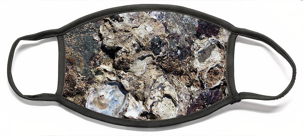Oyster Shells Face Mask featuring the photograph Macro Oyster Shell Cluster on the Beach by Kerryn Madsen-Pietsch