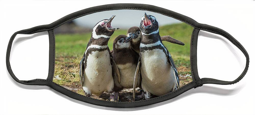 Animal Face Mask featuring the photograph Magellanic Penguin Family Calling by Tui De Roy