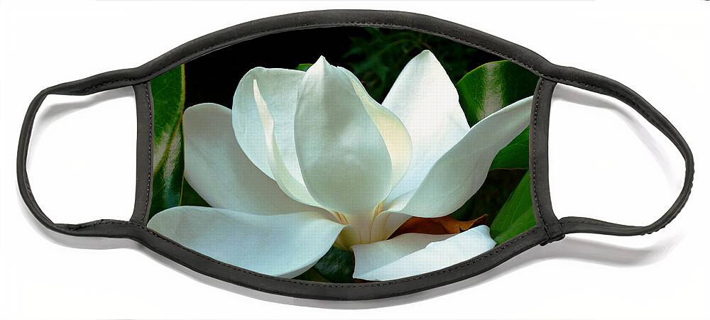 Southern Magnolia Face Mask featuring the photograph Magnolia Closeup Bright by Mike McBrayer