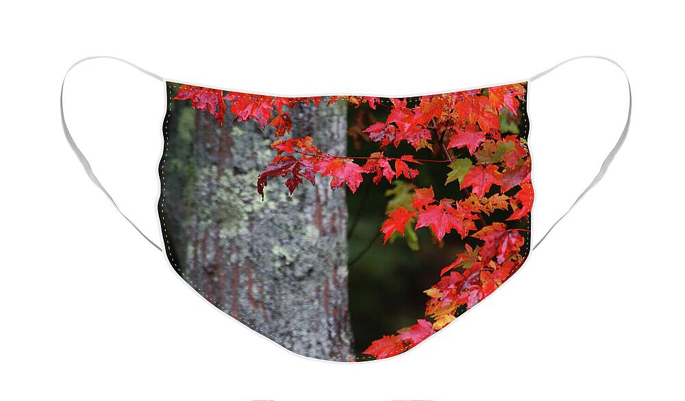 Maine Fall Colors Face Mask featuring the photograph Maine in the Fall by Terri Brewster
