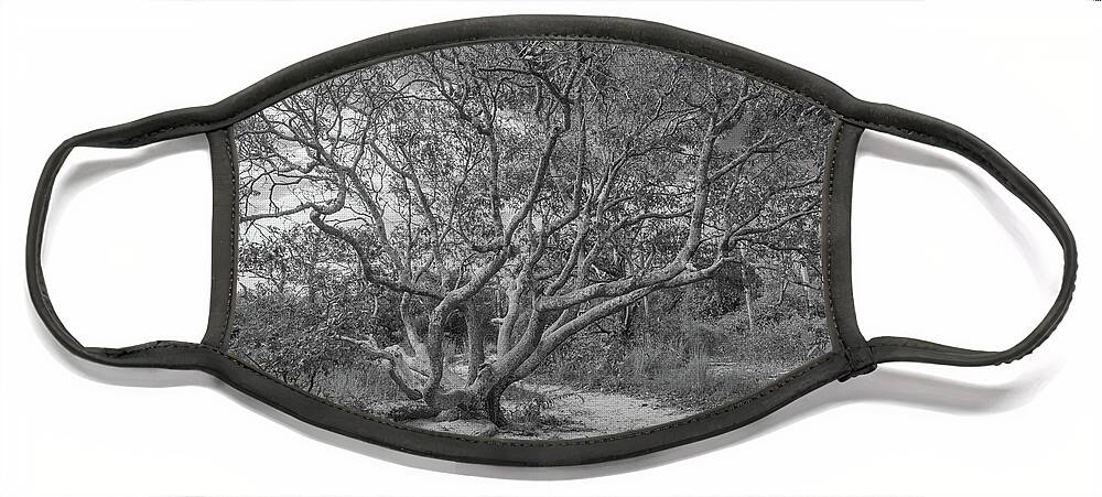 Southern Red Oak Face Mask featuring the photograph Majestic Oak in Black and White by Liz Albro