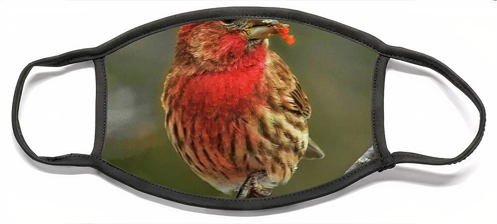 Wildlife Face Mask featuring the photograph Male House Finch With Crabapple by Dale Kauzlaric