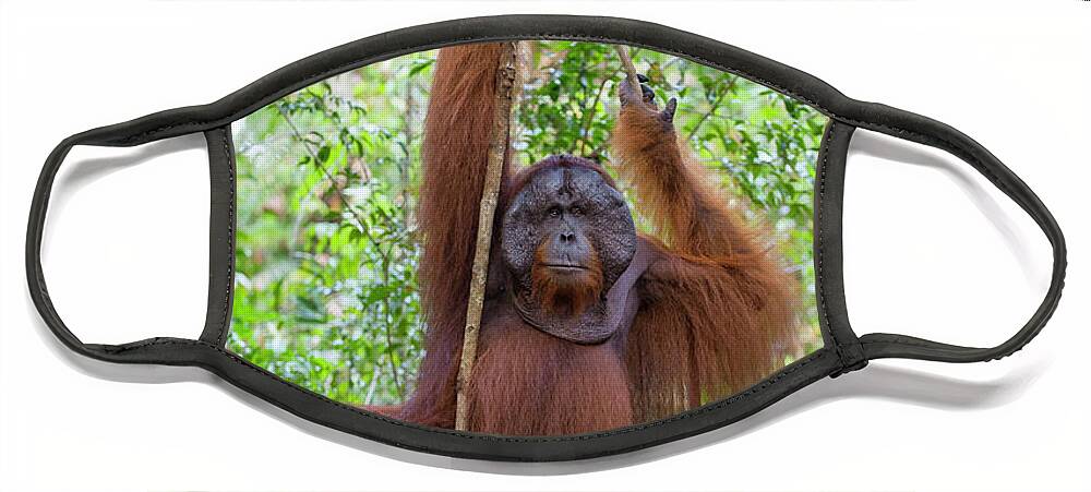 Suzi Eszterhas Face Mask featuring the photograph Male Orangutan In Tanjung Putting by Suzi Eszterhas