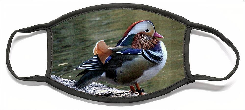 Mandarin Duck Face Mask featuring the photograph Mandarin Duck 2 by Patricia Youngquist