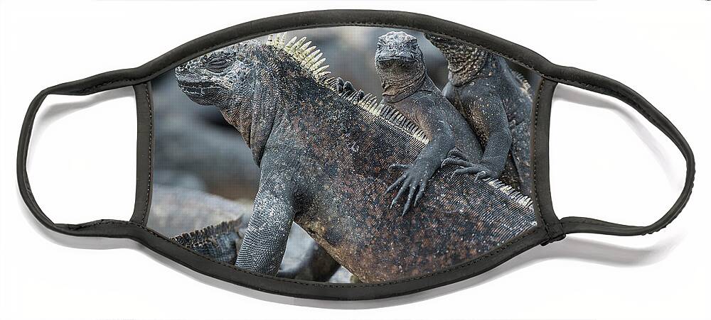 Animal Face Mask featuring the photograph Marine Iguana And Juveniles Basking by Tui De Roy