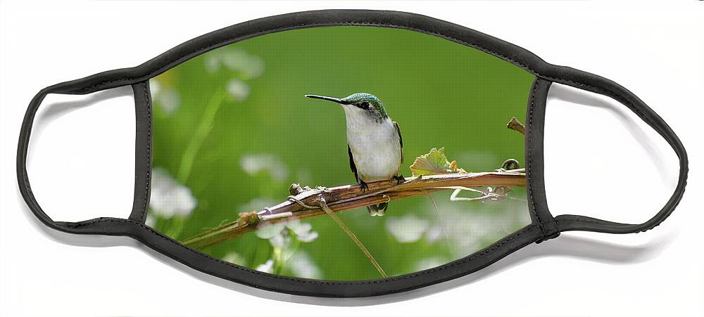 Hummingbird Face Mask featuring the photograph Meadow Hummingbird by Christina Rollo