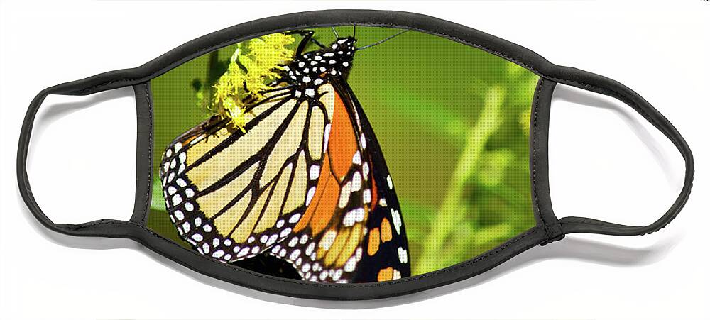Monarch Butterfly Face Mask featuring the photograph Migrating Monarch Butterfly by Christina Rollo