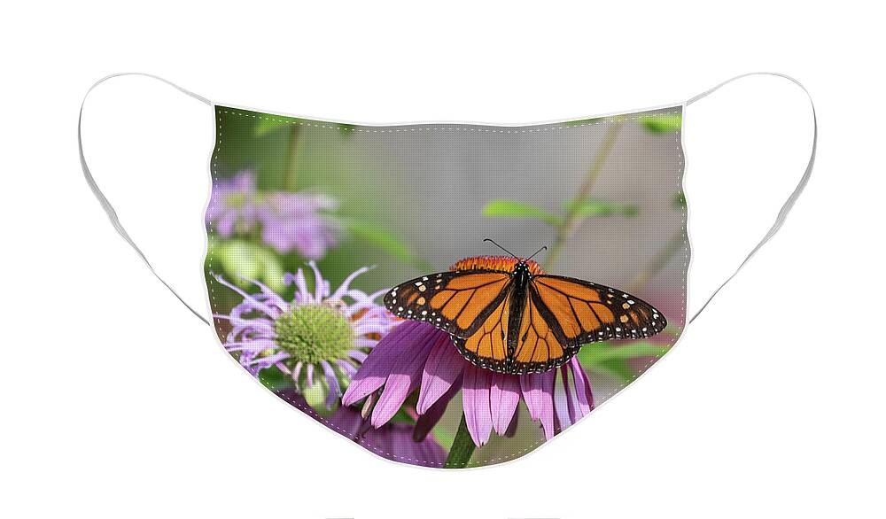 Monarch Butterfly Face Mask featuring the photograph Monarch 2019-3 by Thomas Young