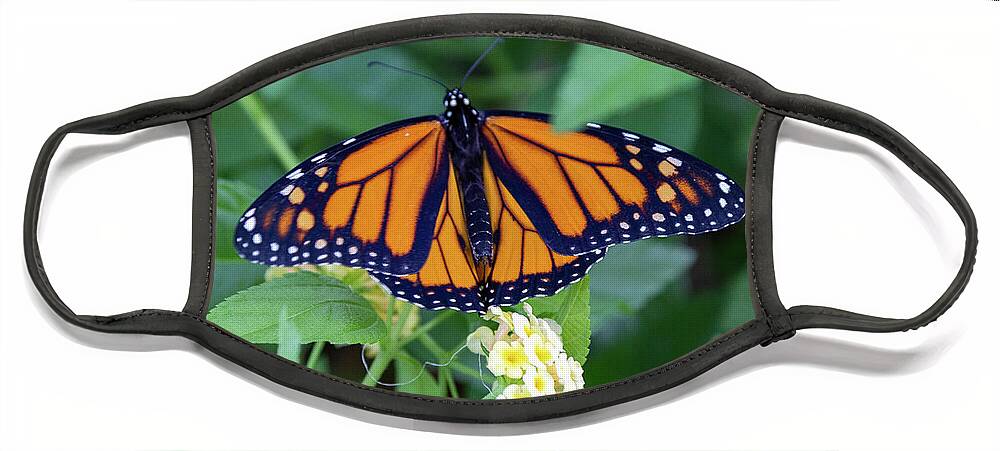 Monarch Face Mask featuring the photograph Monarch Butterfly by Patricia Schaefer