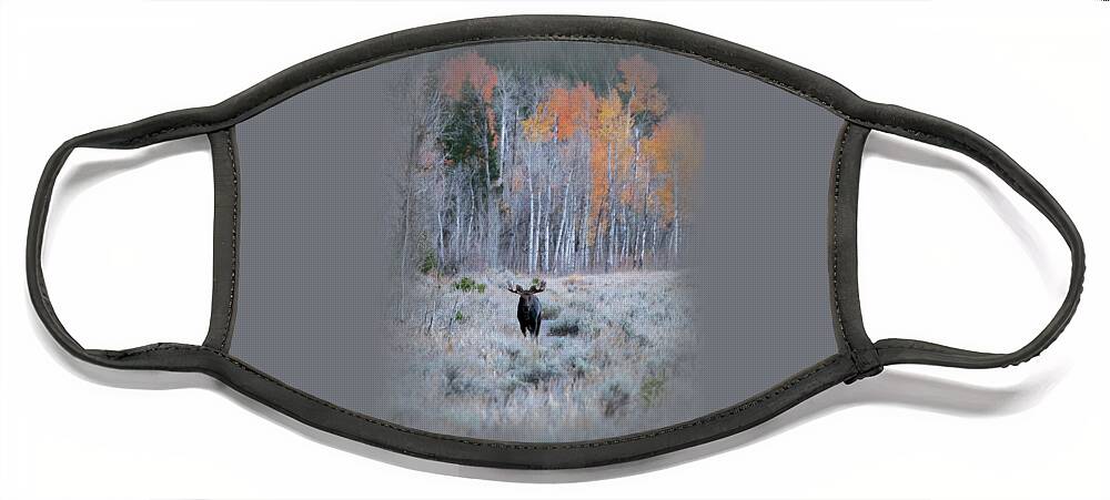 Moose Face Mask featuring the photograph Moose and Aspen by Catherine Avilez