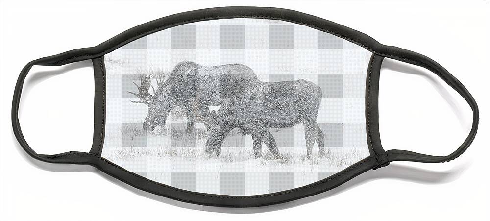 Moose Face Mask featuring the photograph Moose In A Snowstorm by Patrick Nowotny