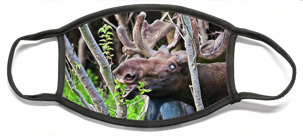 Moose Face Mask featuring the photograph Moose with an anomalous eye, at dinner time by Tatiana Travelways
