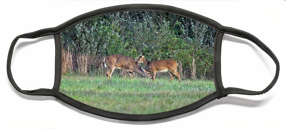 Wildlife Face Mask featuring the photograph Mothers Love part 2 by John Benedict