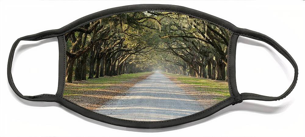 Allee Face Mask featuring the photograph Oak Avenue by Bradford Martin