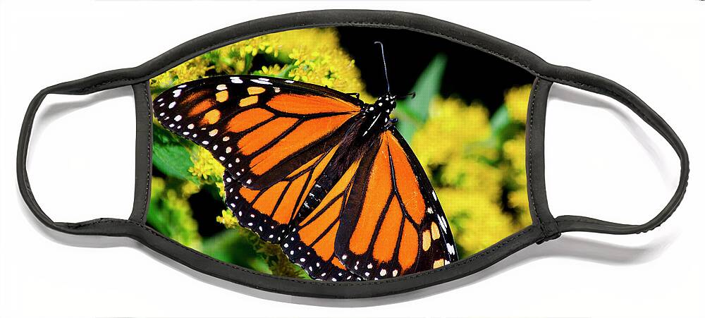 Monarch Butterfly Face Mask featuring the photograph Orange Monarch Butterfly by Christina Rollo