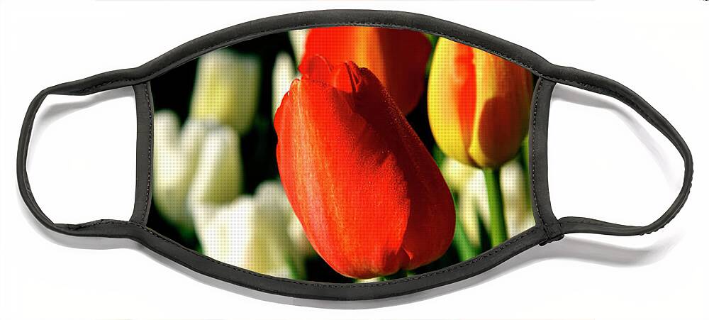 Denise Bruchman Photography Face Mask featuring the photograph Orange Yellow and White Tulips by Denise Bruchman