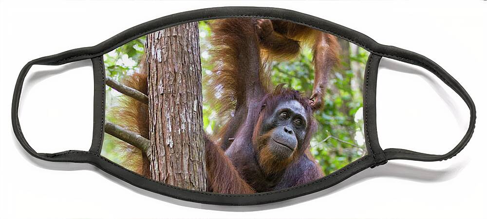 Suzi Eszterhas Face Mask featuring the photograph Orangutan And Two Year Old by Suzi Eszterhas