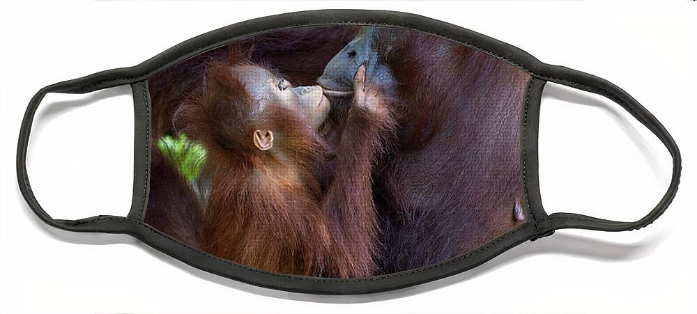 Suzi Eszterhas Face Mask featuring the photograph Orangutan Baby Begging For Food by Suzi Eszterhas