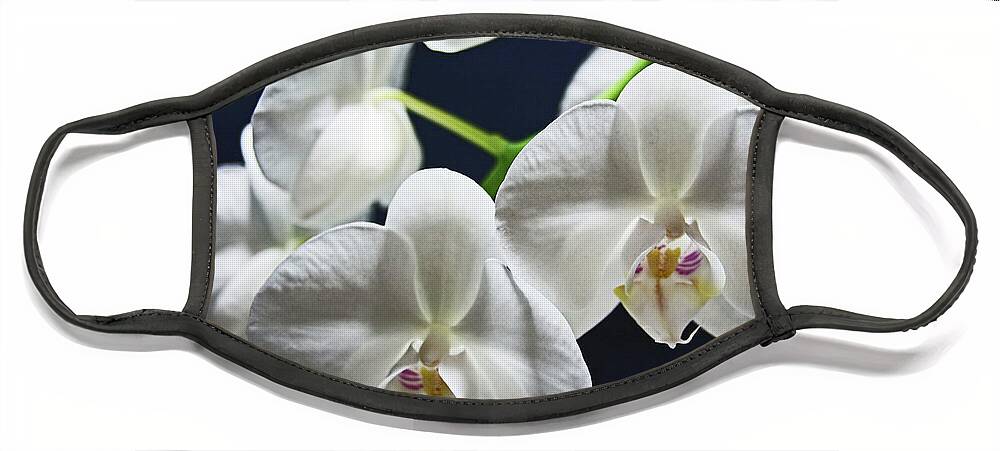 Orchids Face Mask featuring the photograph Orchids by Lachlan Main