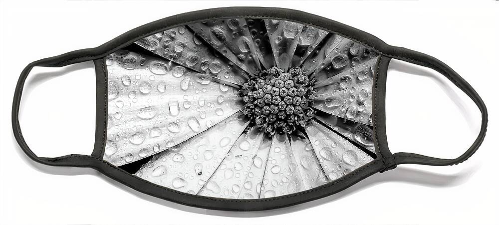 Garden Face Mask featuring the photograph Osteospermum petals black and white with water by Simon Bratt