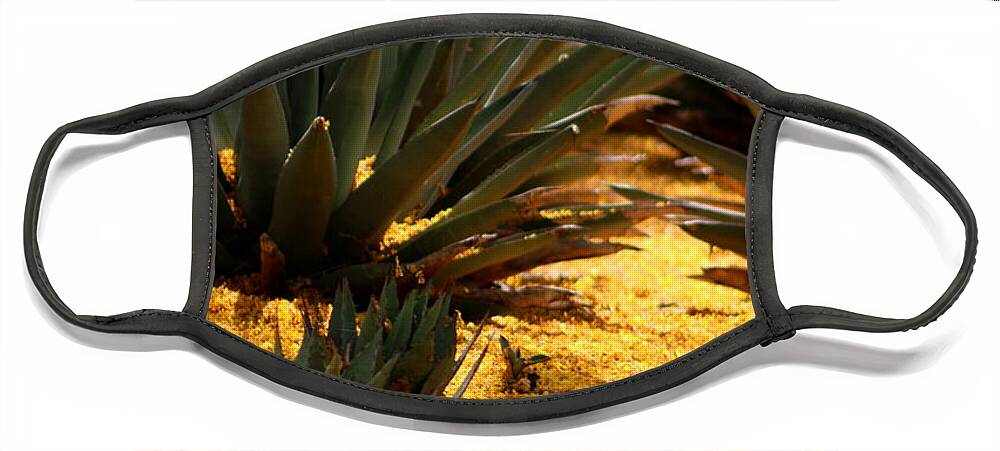 Palo Brea Face Mask featuring the photograph Palo Brea Blossoms Covering Agave Gardens by Colleen Cornelius