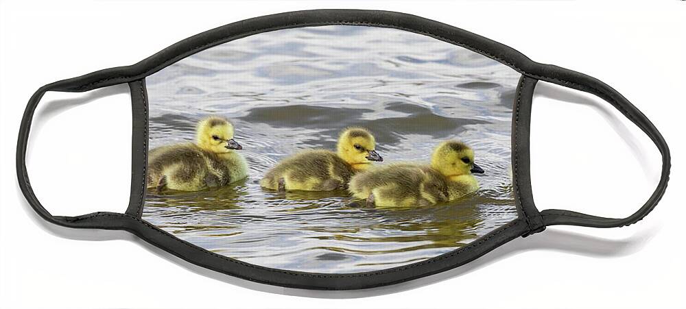 Goose Face Mask featuring the photograph Panorama of Goslings on the Water by Tony Hake