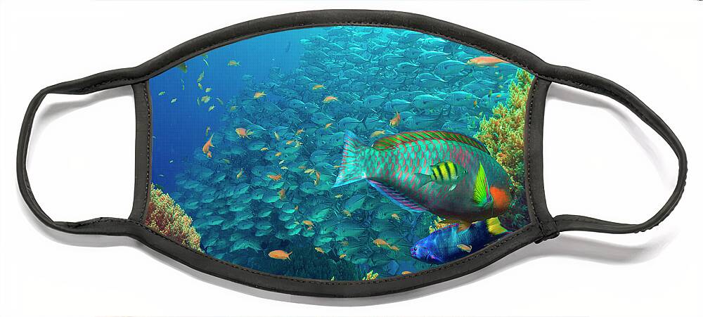 00586430 Face Mask featuring the photograph Parrotfish , Wrasse, Cavalla, And Basslet School, Bohol Island, Philippines by Tim Fitzharris