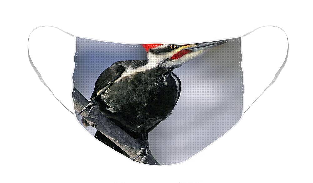 Pileated Woodpecker Face Mask featuring the photograph Pileated Woodpecker by Art Cole