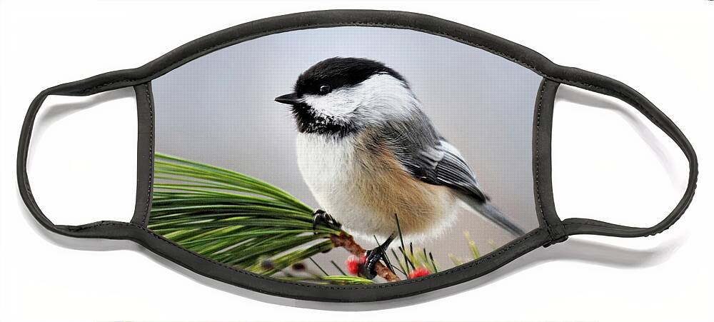 Chickadee Face Mask featuring the photograph Pine Chickadee by Christina Rollo