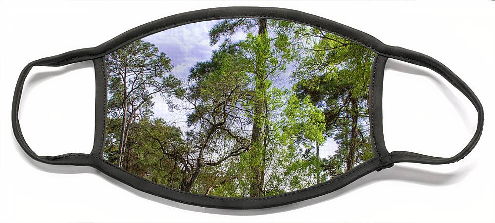 Tree Pine Nature Face Mask featuring the photograph Pine Tree by Rocco Silvestri