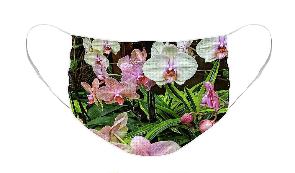 Flower Face Mask featuring the photograph Pink and White Orchids by Portia Olaughlin