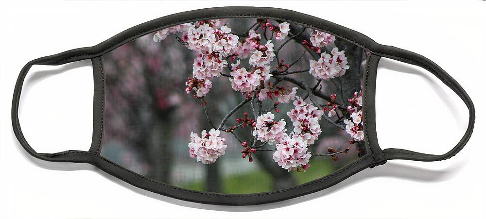 Misty Face Mask featuring the photograph Pink Blossoms in Foreground at Reagan Library 2 by Colleen Cornelius